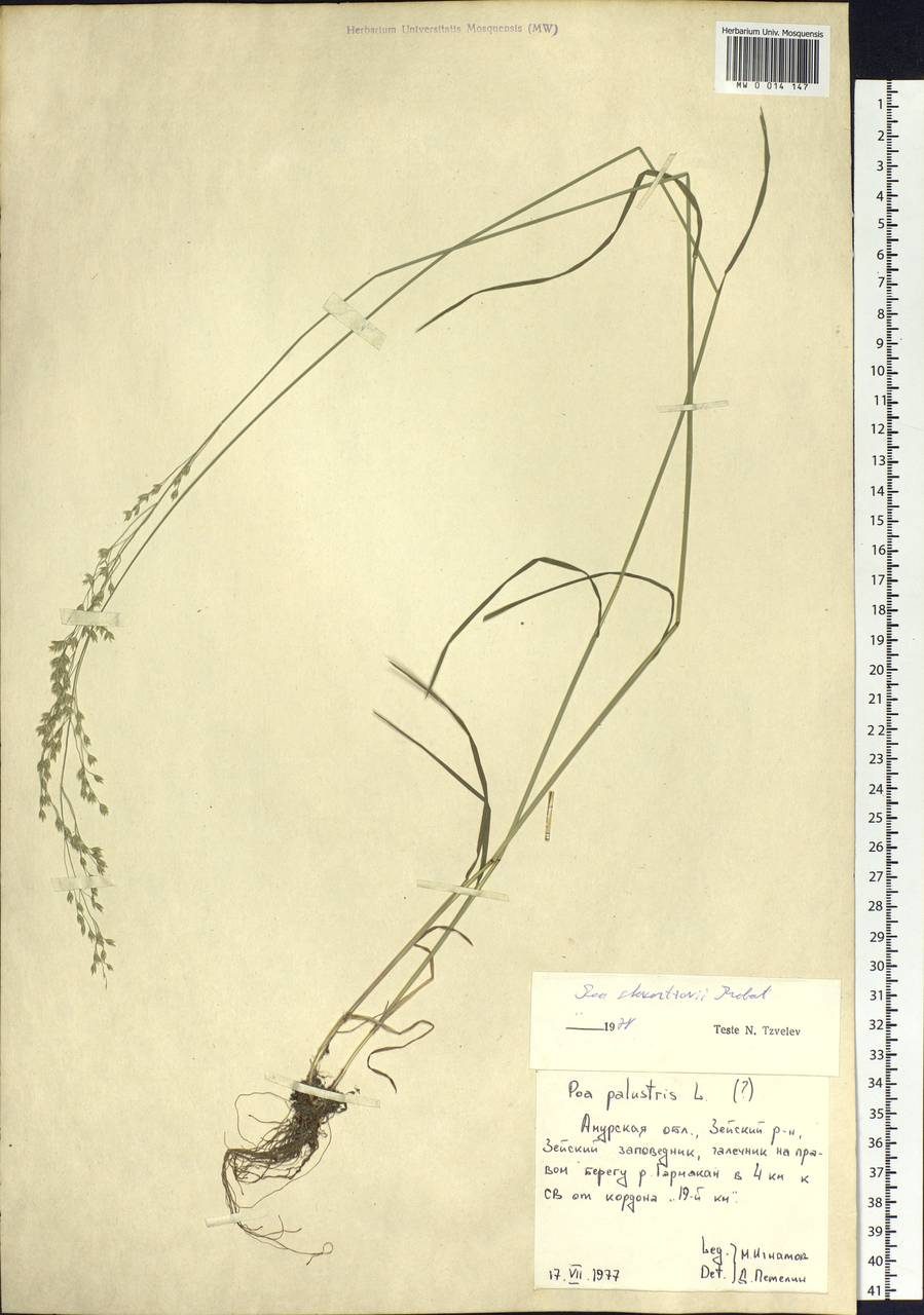 Poa alta Hitchc., Siberia, Russian Far East (S6) (Russia)