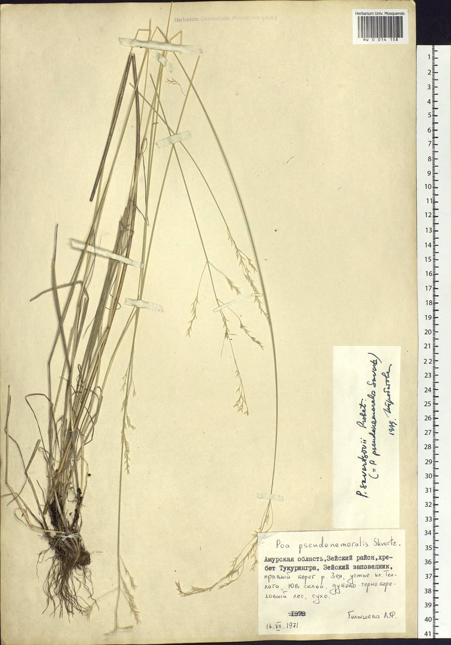 Poa alta Hitchc., Siberia, Russian Far East (S6) (Russia)