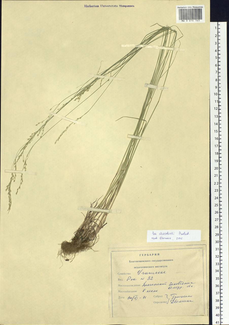 Poa alta Hitchc., Siberia, Russian Far East (S6) (Russia)