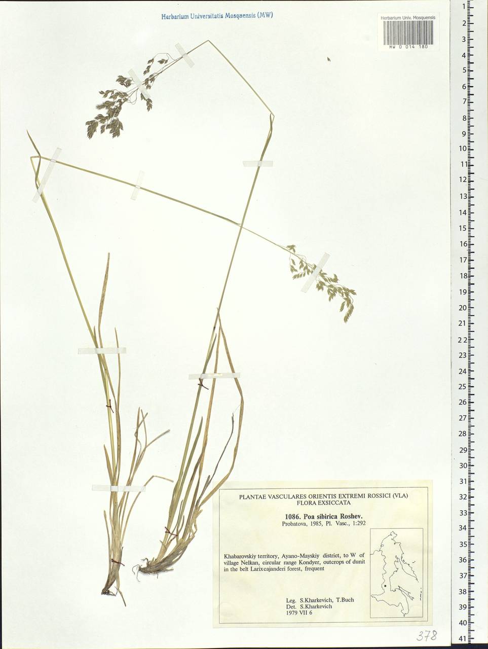 Poa sibirica Roshev., Siberia, Russian Far East (S6) (Russia)