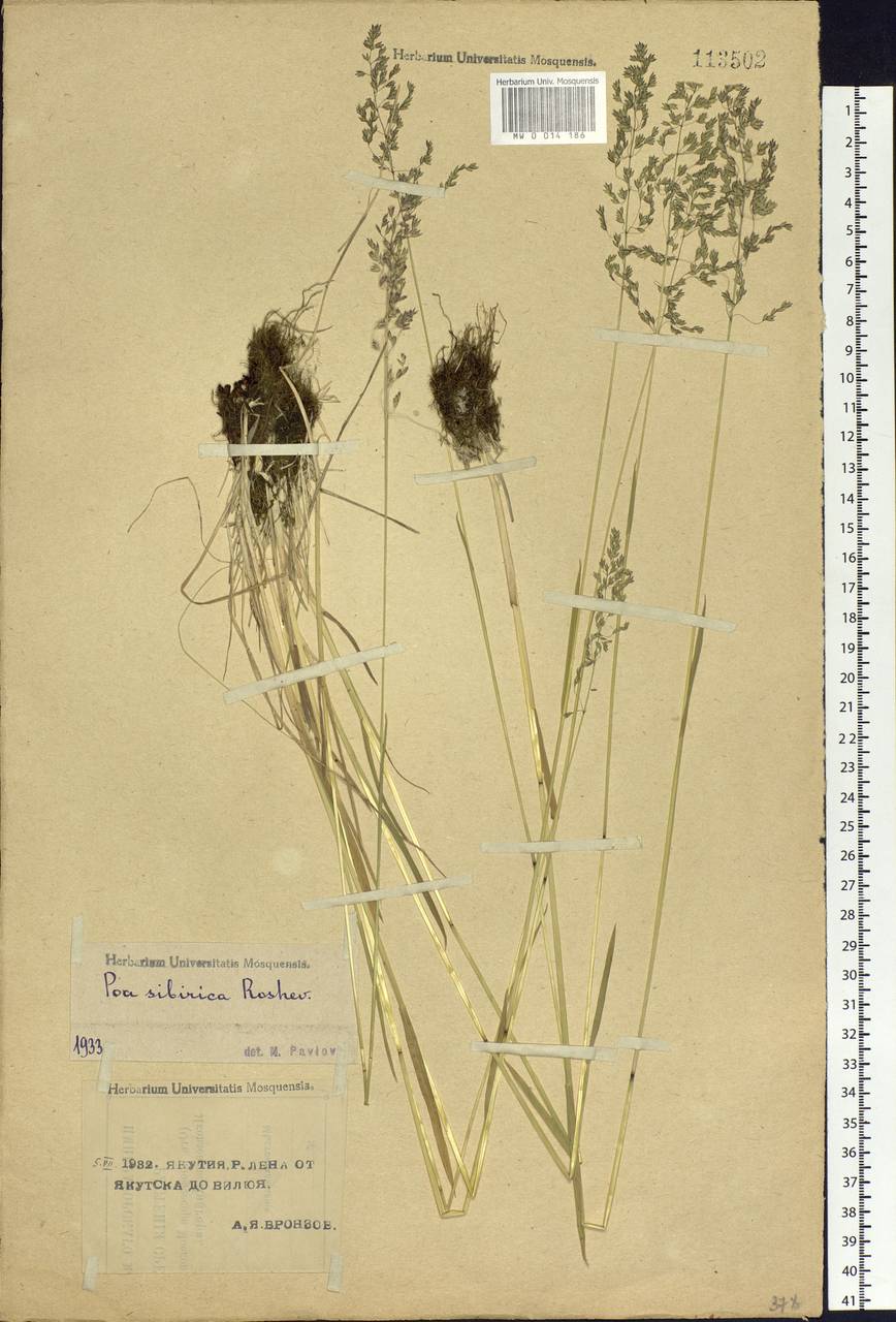 Poa sibirica Roshev., Siberia, Yakutia (S5) (Russia)