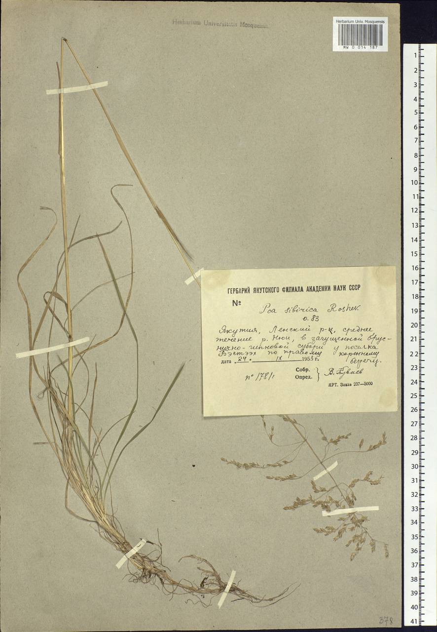 Poa sibirica Roshev., Siberia, Yakutia (S5) (Russia)