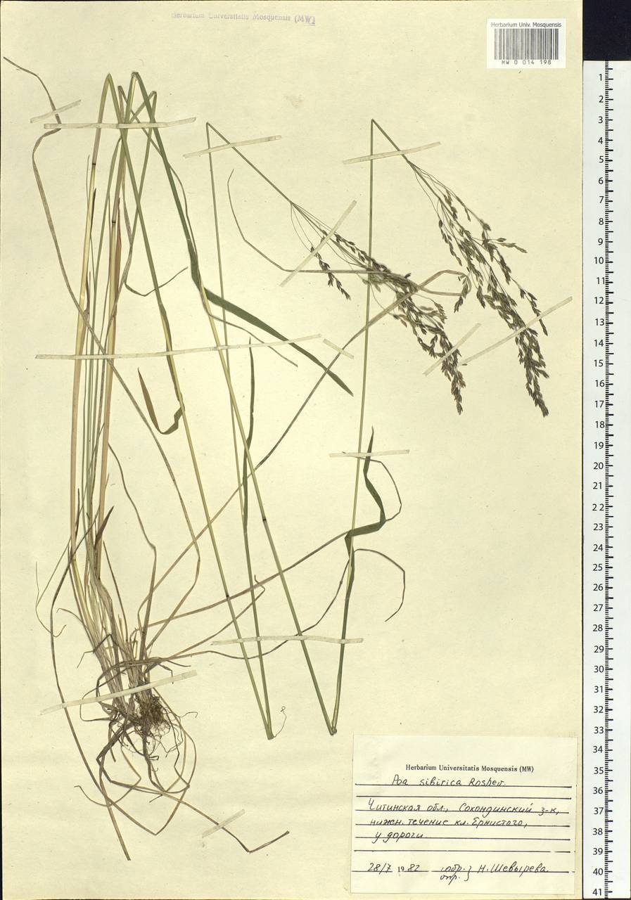 Poa sibirica Roshev., Siberia, Baikal & Transbaikal region (S4) (Russia)