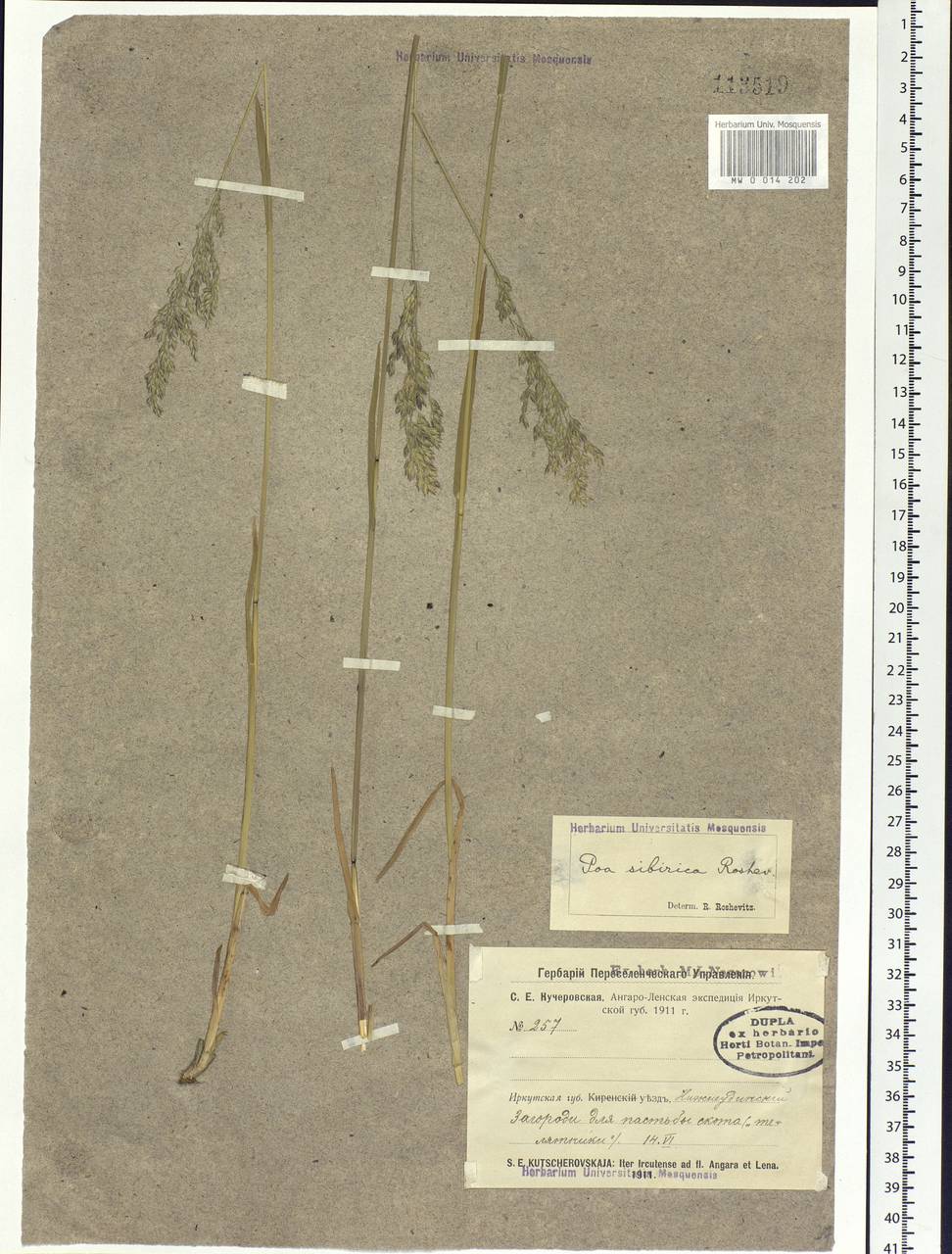 Poa sibirica Roshev., Siberia, Baikal & Transbaikal region (S4) (Russia)