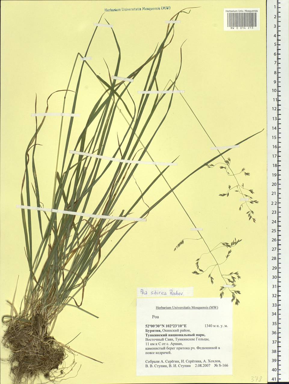 Poa sibirica Roshev., Siberia, Baikal & Transbaikal region (S4) (Russia)