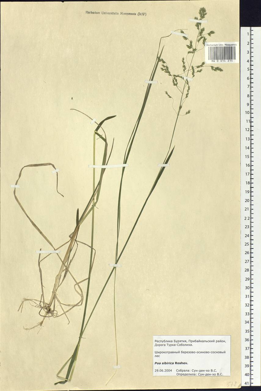 Poa sibirica Roshev., Siberia, Baikal & Transbaikal region (S4) (Russia)