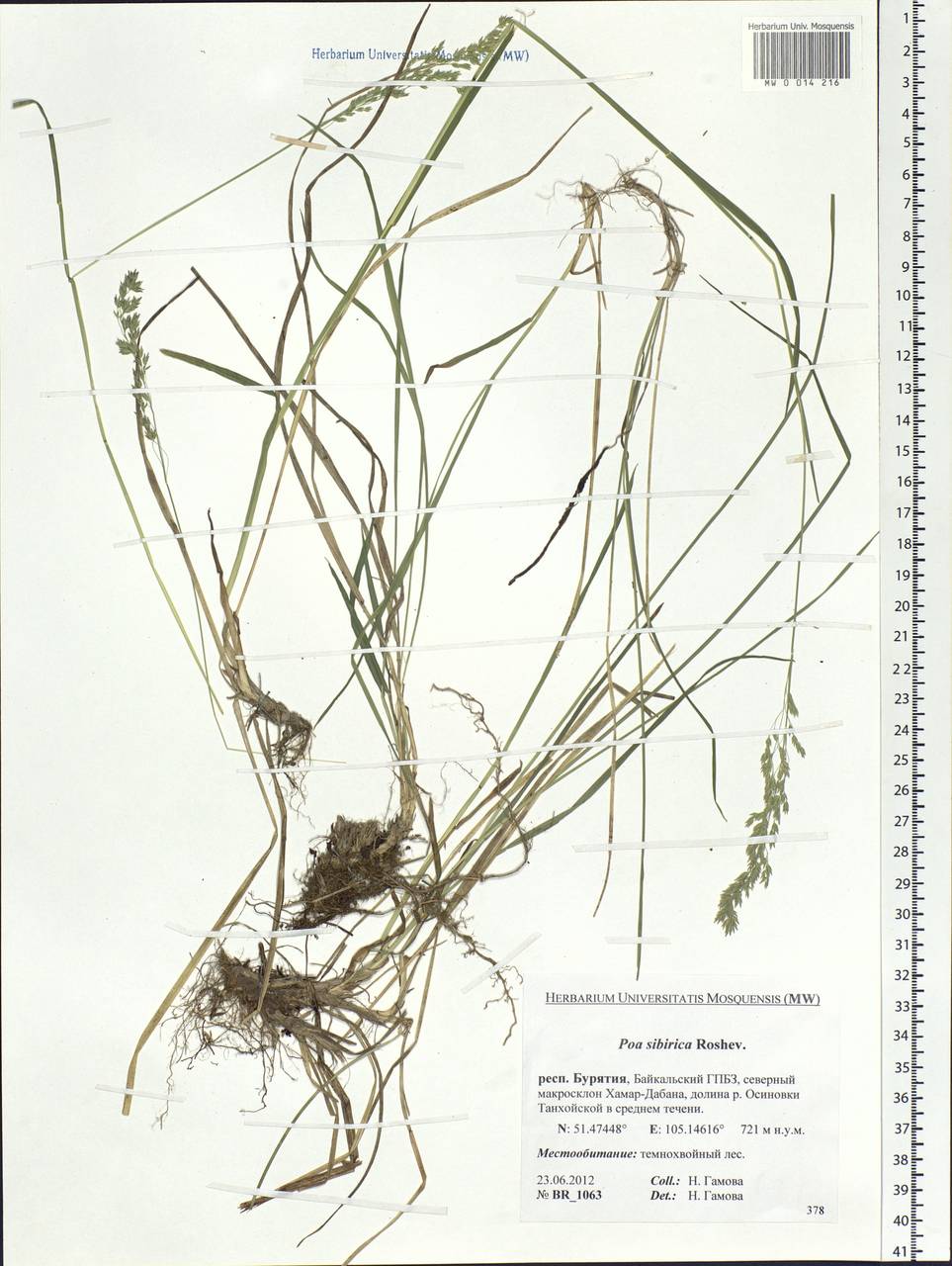 Poa sibirica Roshev., Siberia, Baikal & Transbaikal region (S4) (Russia)