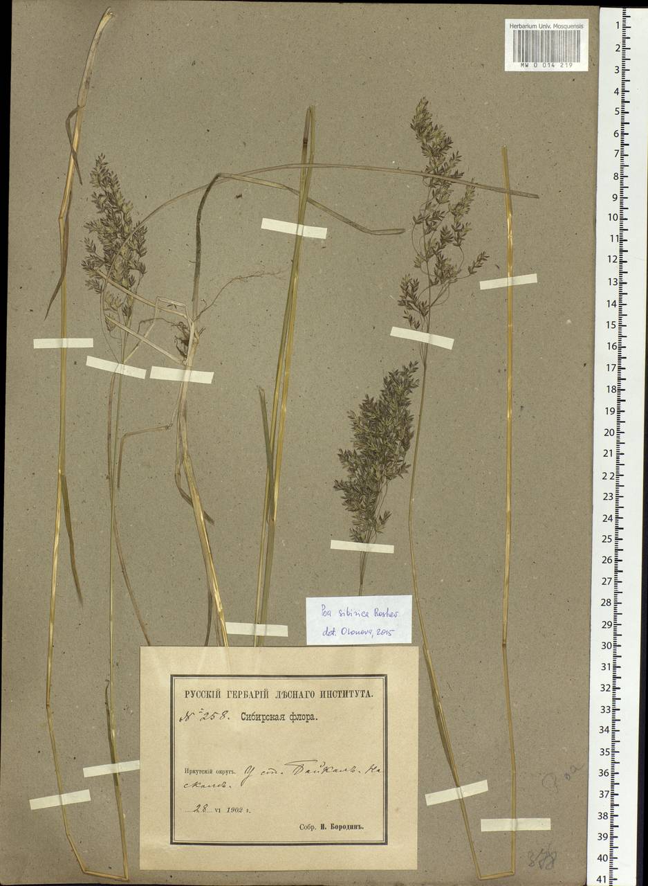 Poa sibirica Roshev., Siberia, Baikal & Transbaikal region (S4) (Russia)