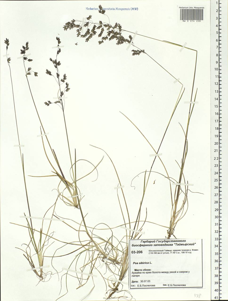 Poa sibirica Roshev., Siberia, Central Siberia (S3) (Russia)