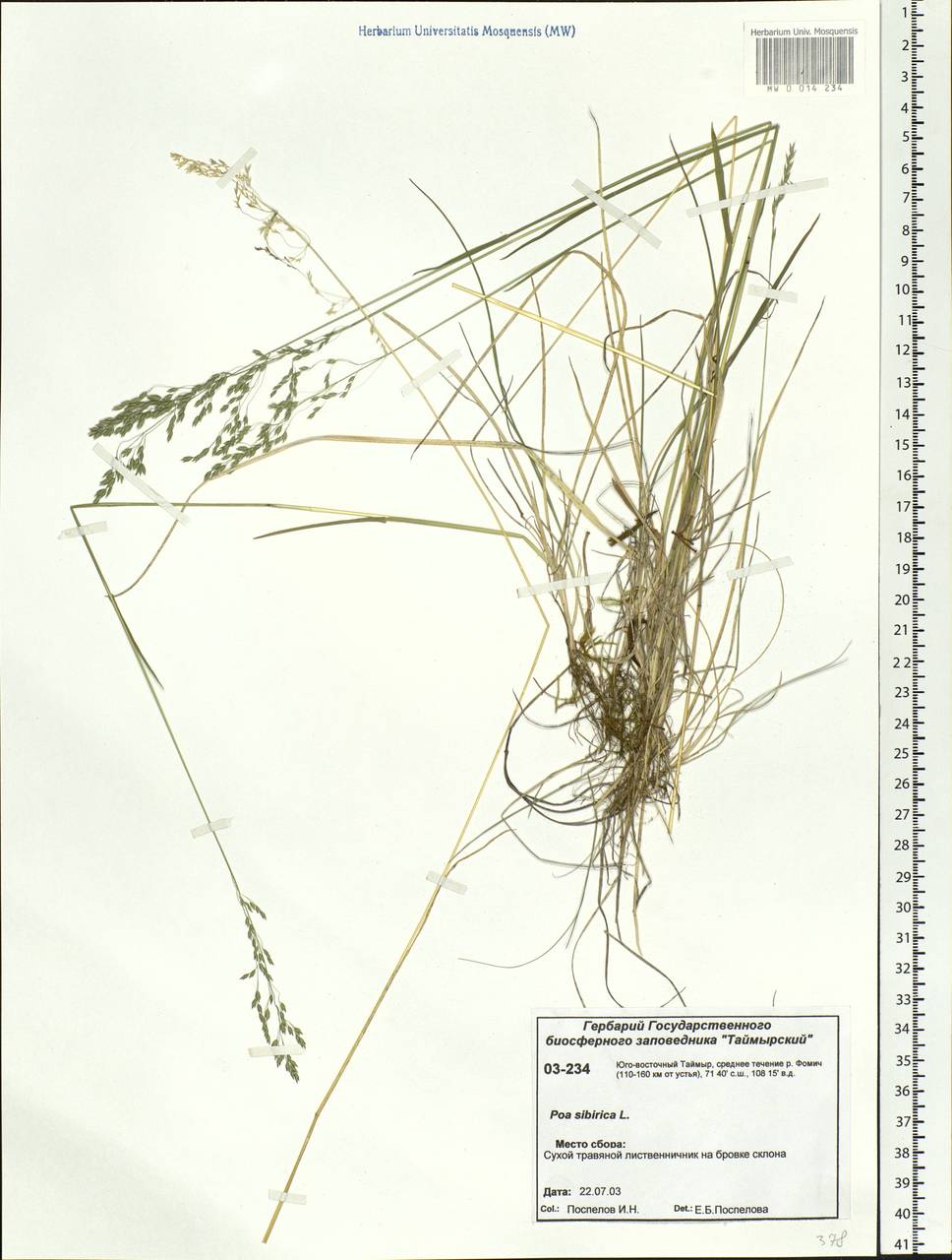 Poa sibirica Roshev., Siberia, Central Siberia (S3) (Russia)