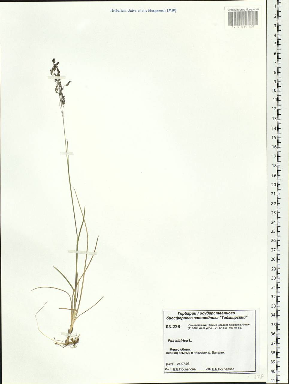 Poa sibirica Roshev., Siberia, Central Siberia (S3) (Russia)