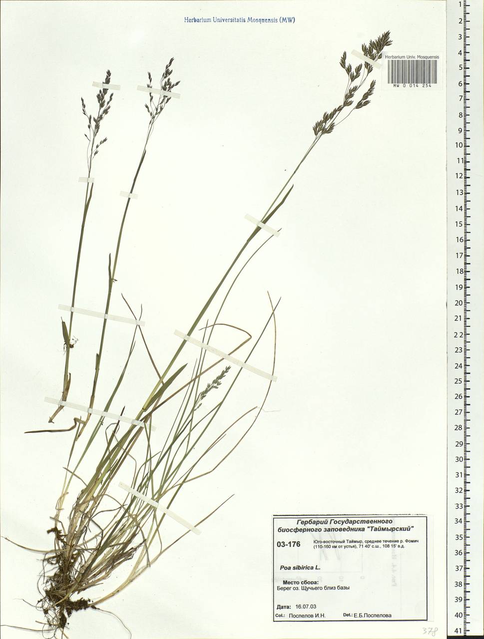 Poa sibirica Roshev., Siberia, Central Siberia (S3) (Russia)