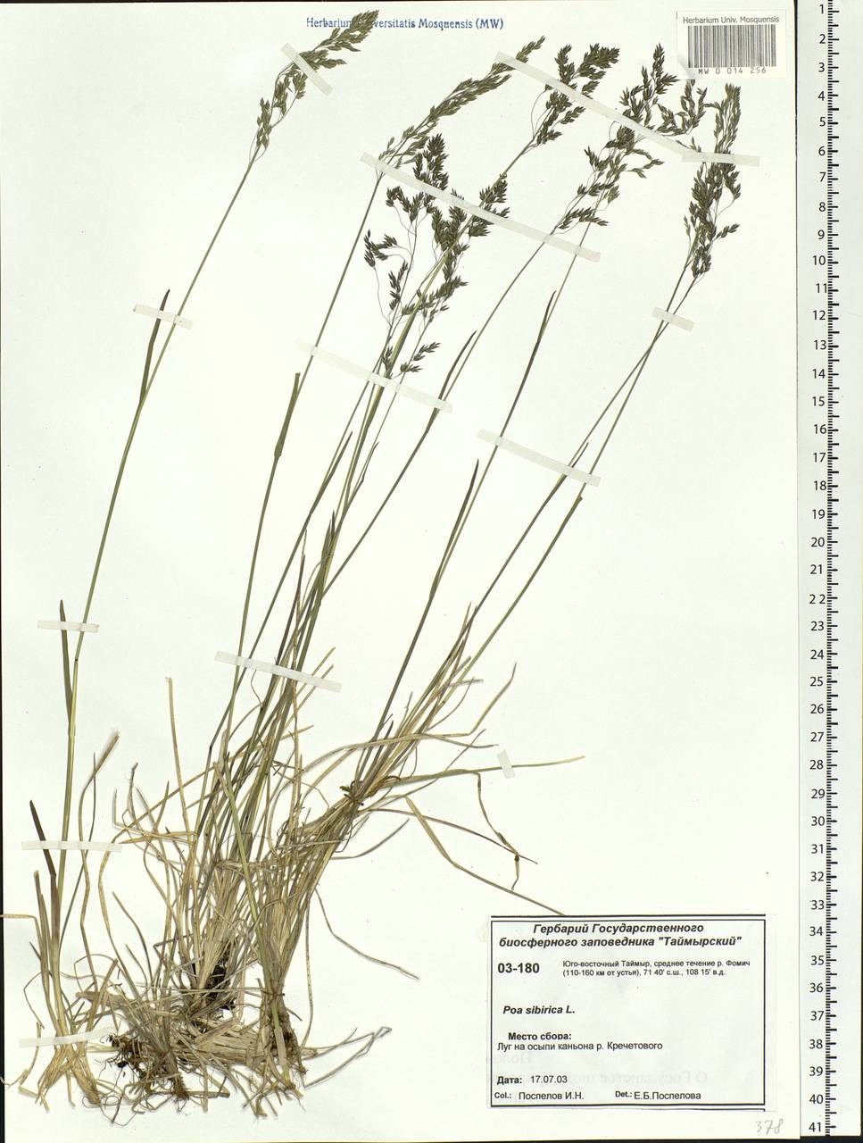 Poa sibirica Roshev., Siberia, Central Siberia (S3) (Russia)