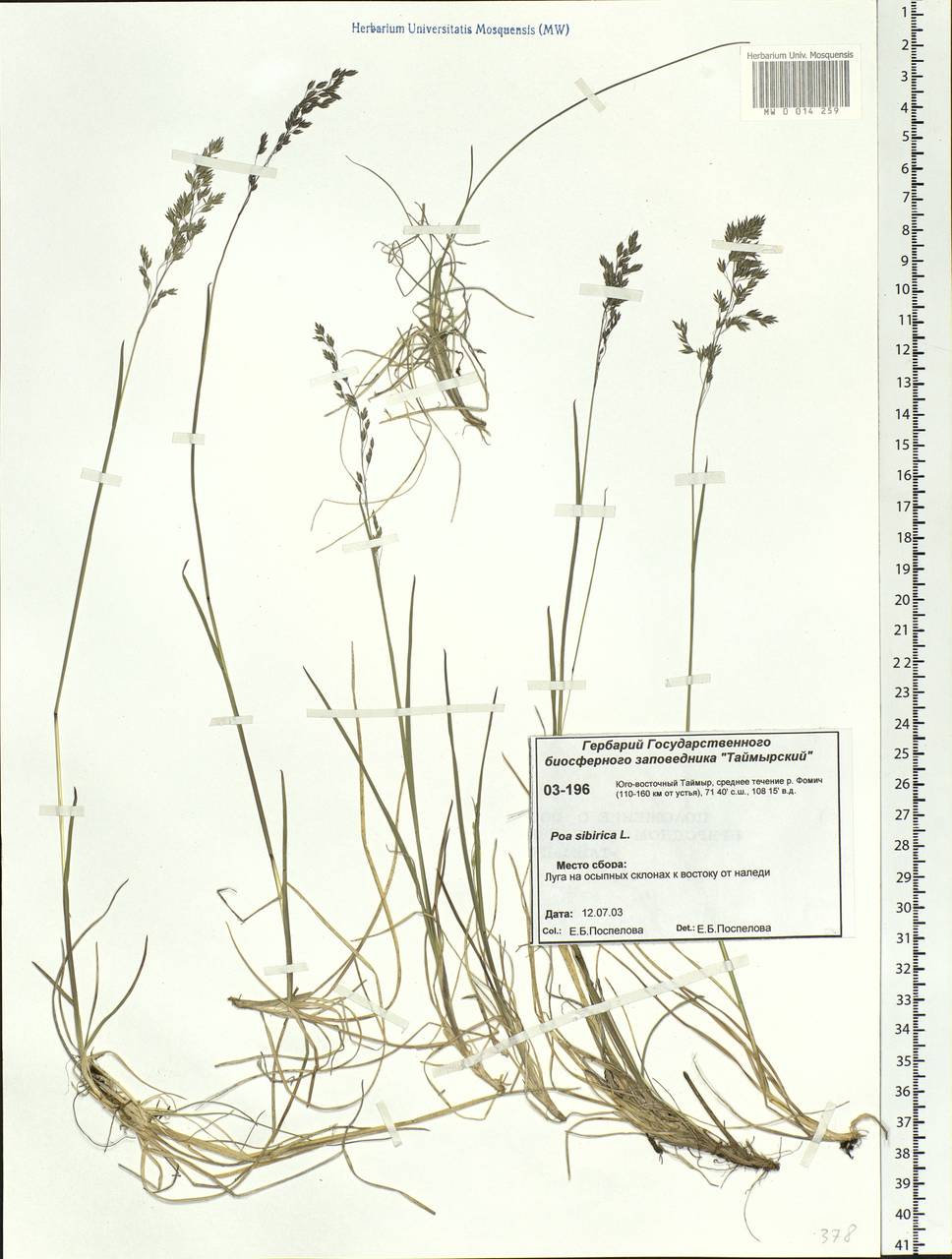 Poa sibirica Roshev., Siberia, Central Siberia (S3) (Russia)