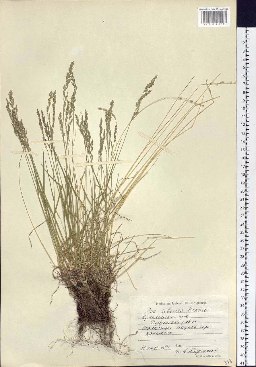 Poa sibirica Roshev., Siberia, Central Siberia (S3) (Russia)