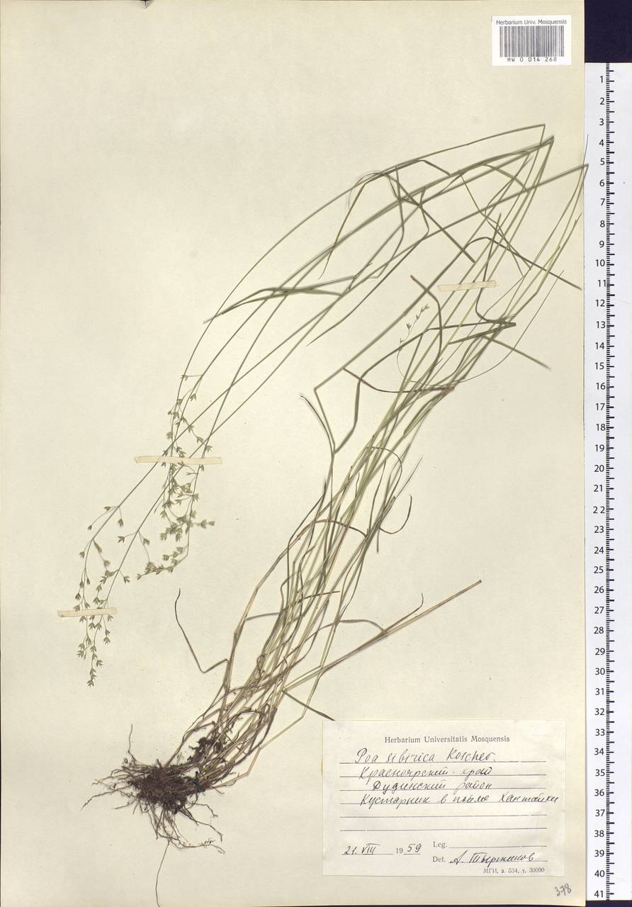 Poa sibirica Roshev., Siberia, Central Siberia (S3) (Russia)