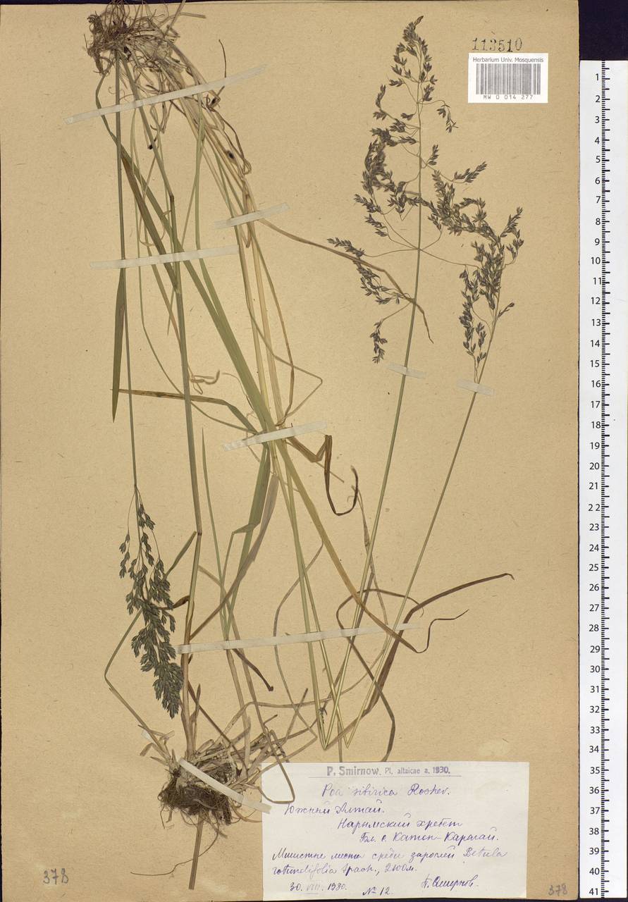 Poa sibirica Roshev., Siberia, Western (Kazakhstan) Altai Mountains (S2a) (Kazakhstan)