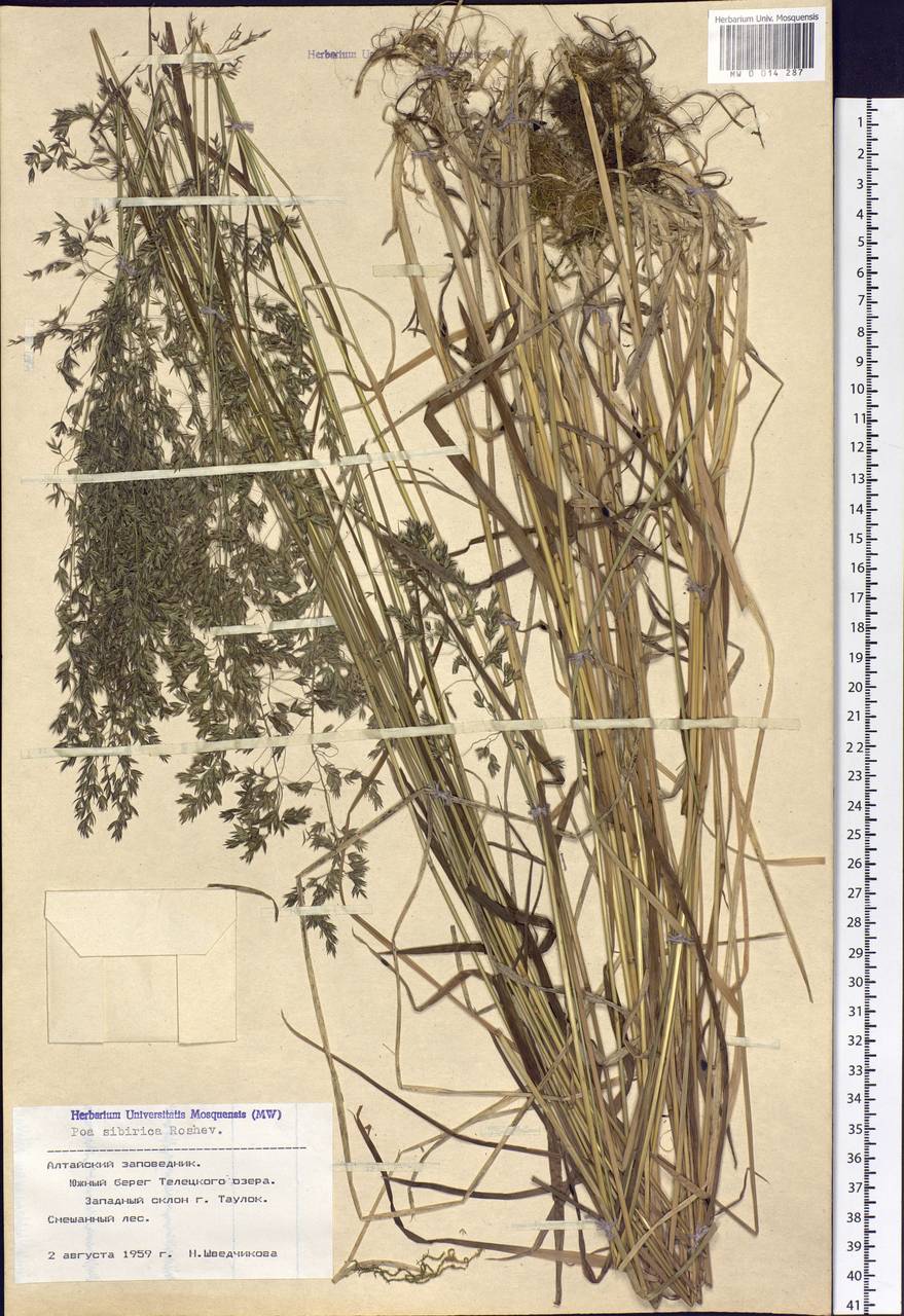 Poa sibirica Roshev., Siberia, Altai & Sayany Mountains (S2) (Russia)