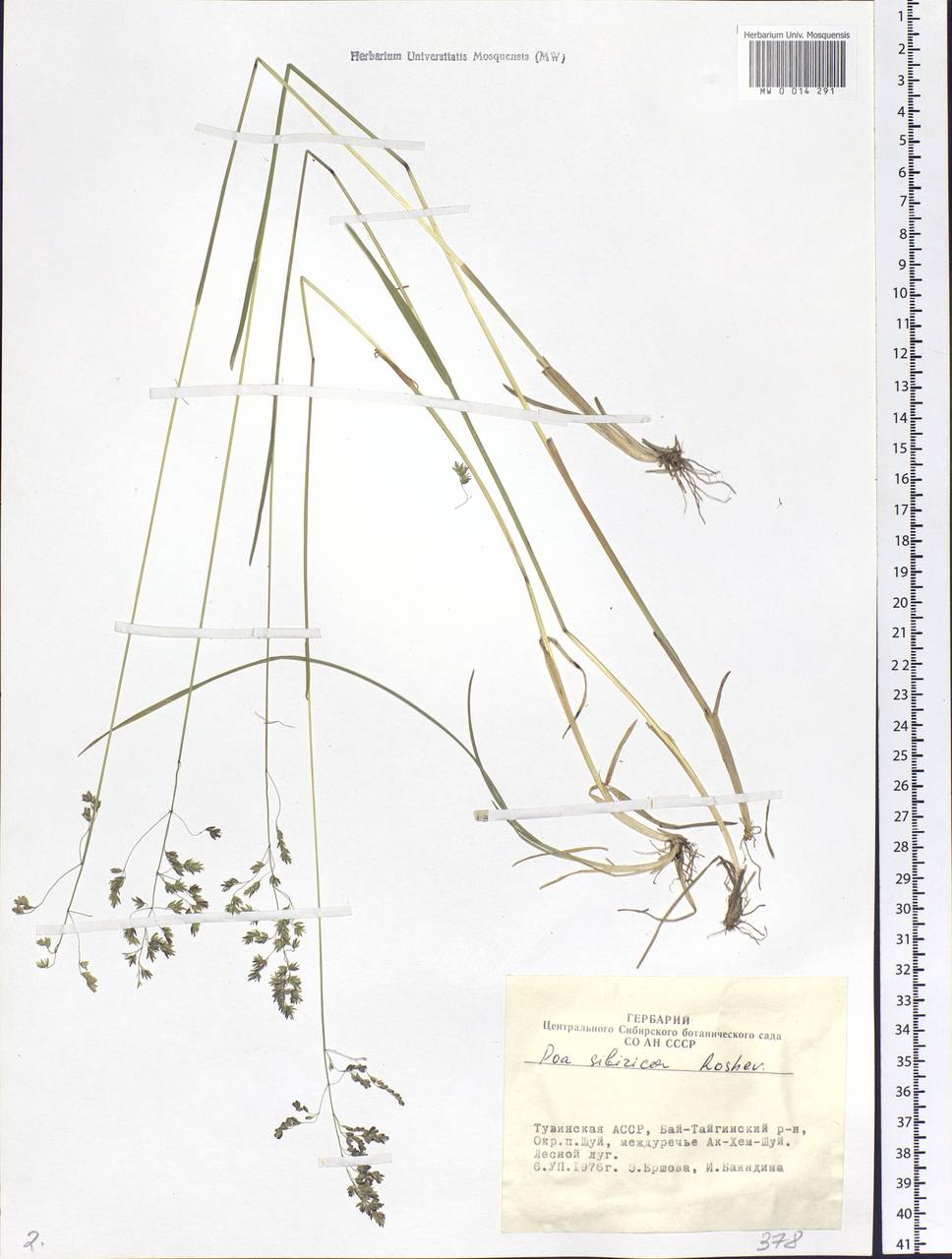 Poa sibirica Roshev., Siberia, Altai & Sayany Mountains (S2) (Russia)