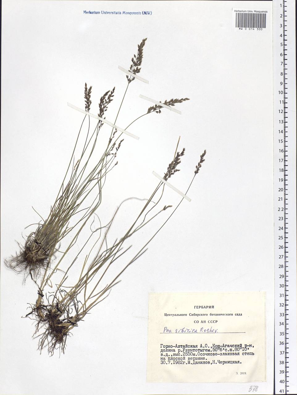 Poa sibirica Roshev., Siberia, Altai & Sayany Mountains (S2) (Russia)