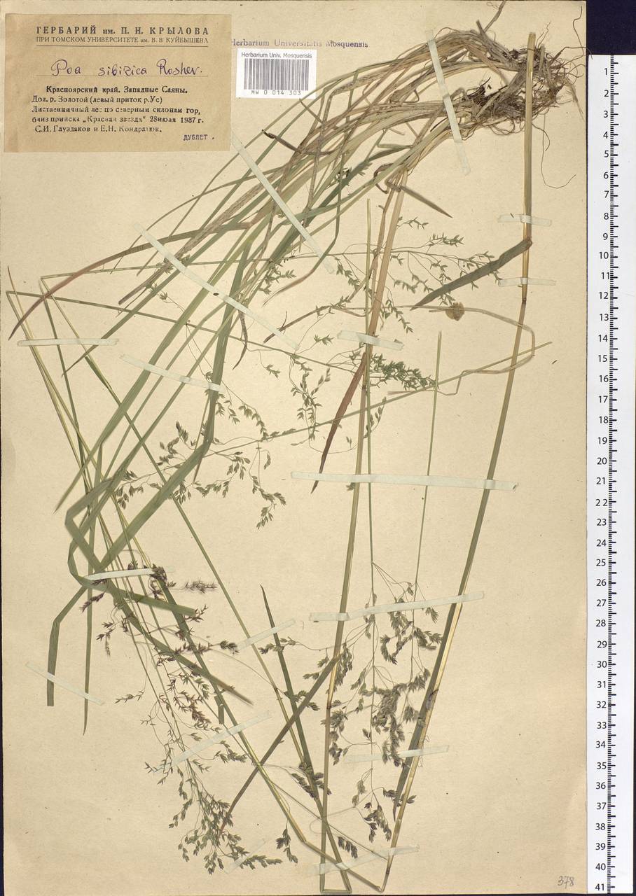 Poa sibirica Roshev., Siberia, Altai & Sayany Mountains (S2) (Russia)