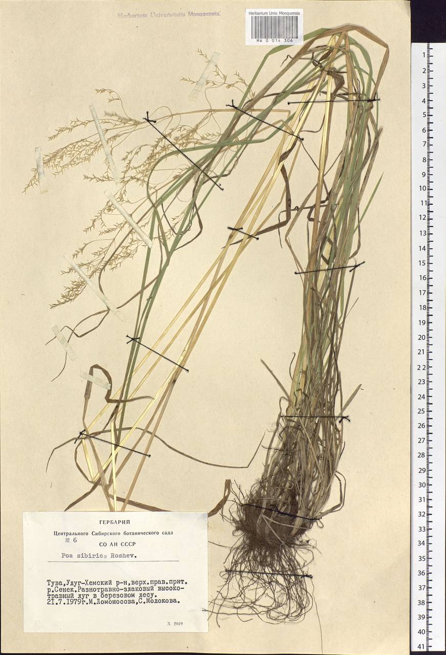 Poa sibirica Roshev., Siberia, Altai & Sayany Mountains (S2) (Russia)