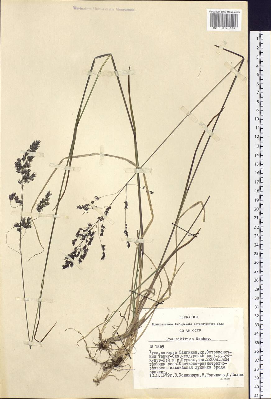 Poa sibirica Roshev., Siberia, Altai & Sayany Mountains (S2) (Russia)