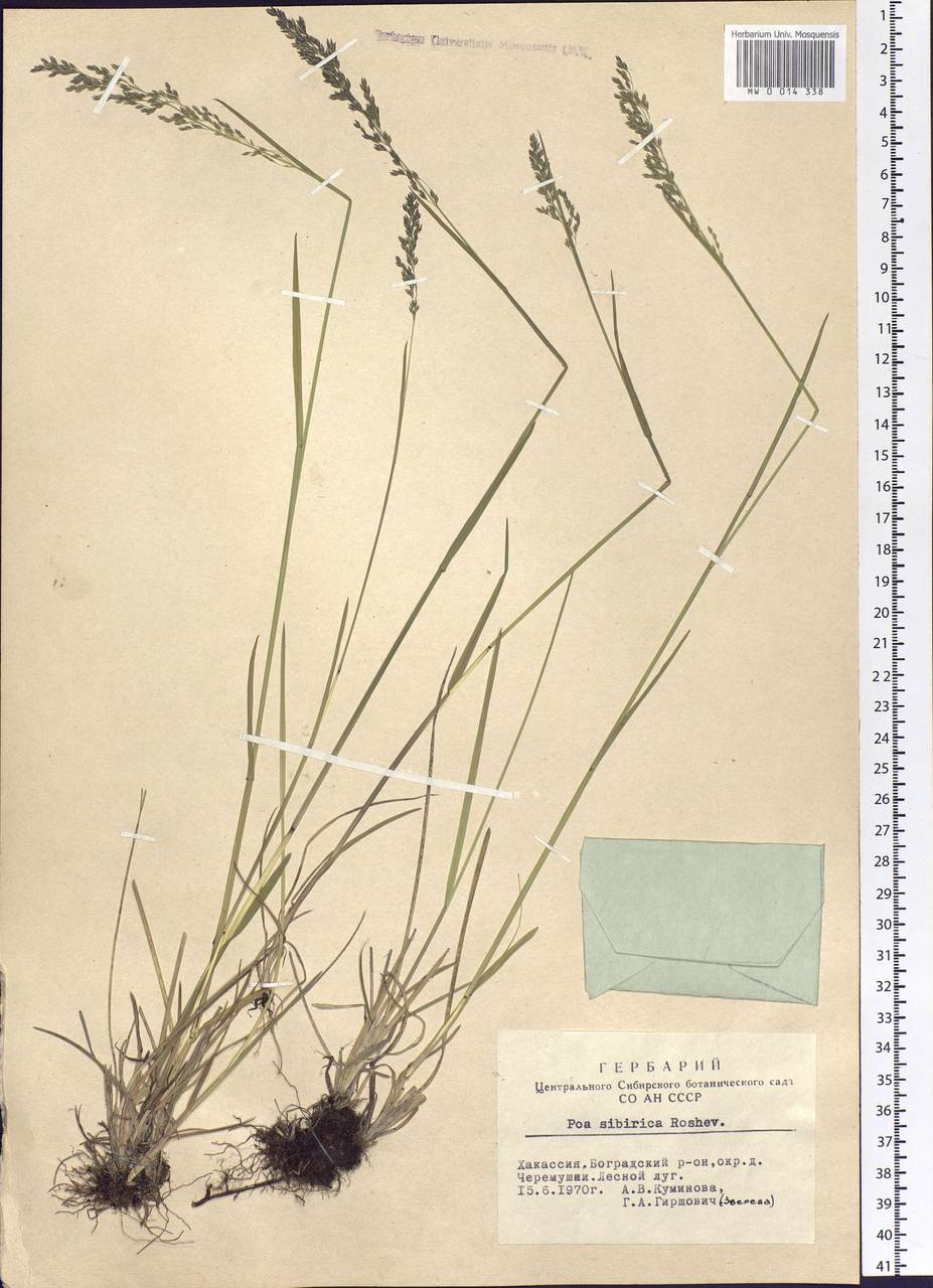 Poa sibirica Roshev., Siberia, Altai & Sayany Mountains (S2) (Russia)