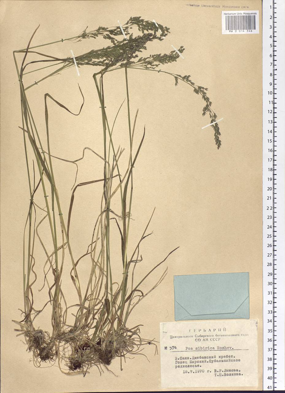 Poa sibirica Roshev., Siberia, Altai & Sayany Mountains (S2) (Russia)