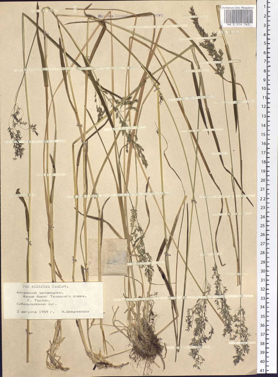 Poa sibirica Roshev., Siberia, Altai & Sayany Mountains (S2) (Russia)