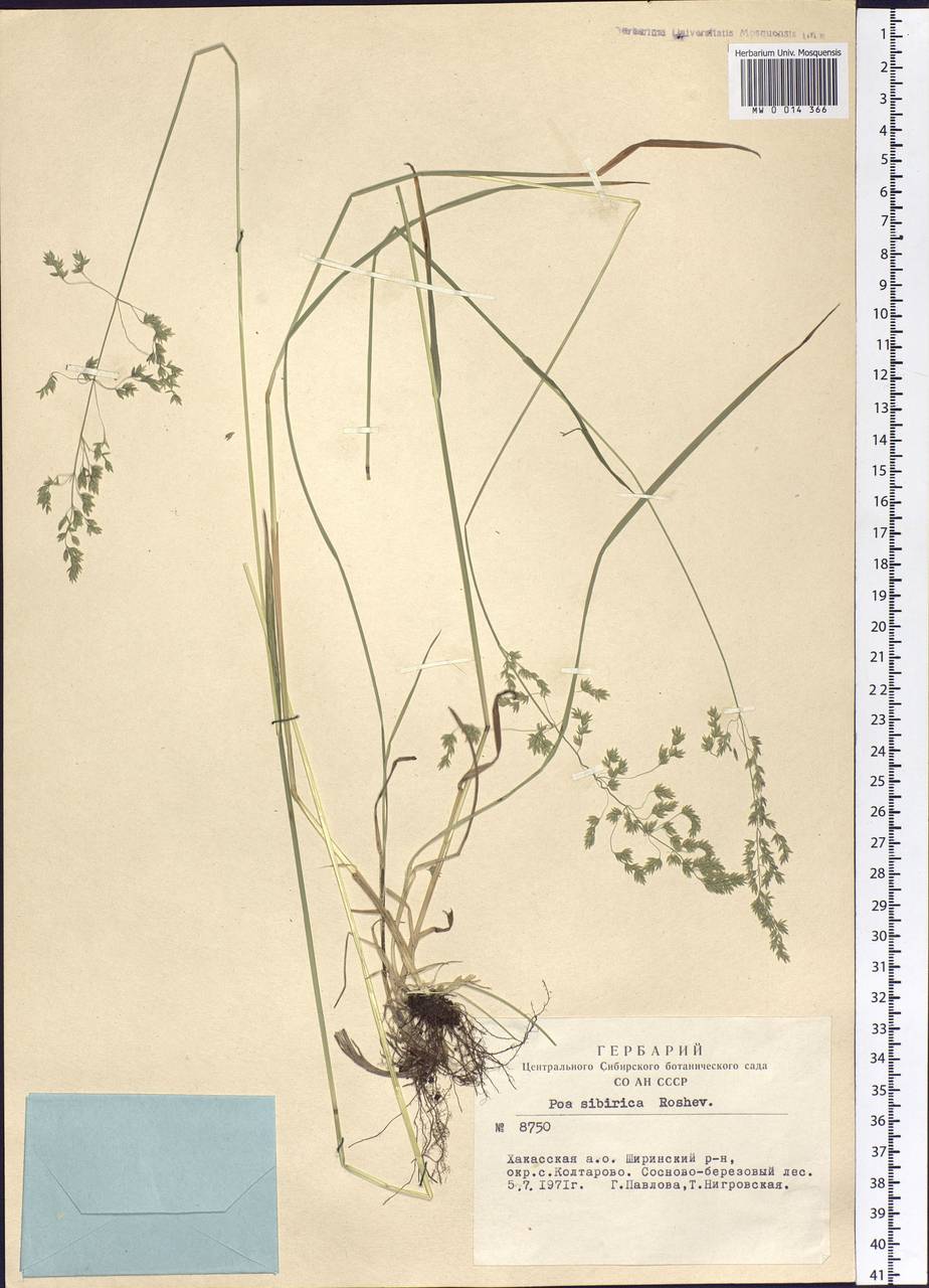 Poa sibirica Roshev., Siberia, Altai & Sayany Mountains (S2) (Russia)