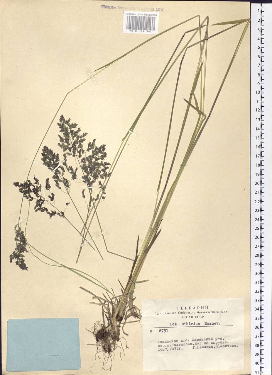 Poa sibirica Roshev., Siberia, Altai & Sayany Mountains (S2) (Russia)