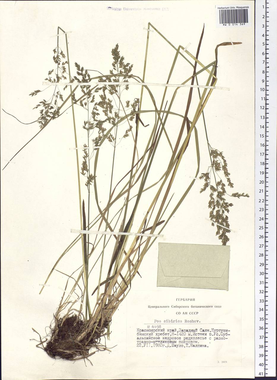 Poa sibirica Roshev., Siberia, Altai & Sayany Mountains (S2) (Russia)