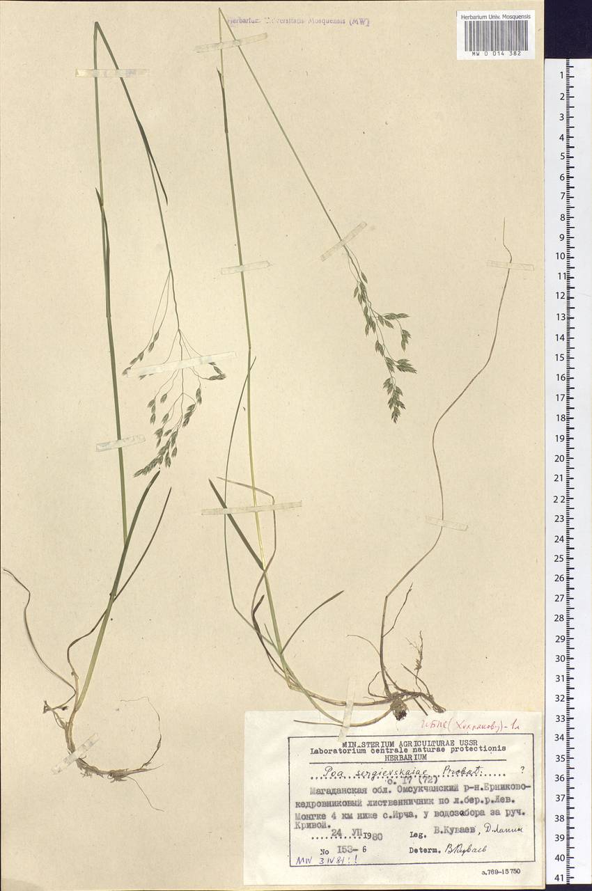 Poa pratensis subsp. pratensis, Siberia, Chukotka & Kamchatka (S7) (Russia)
