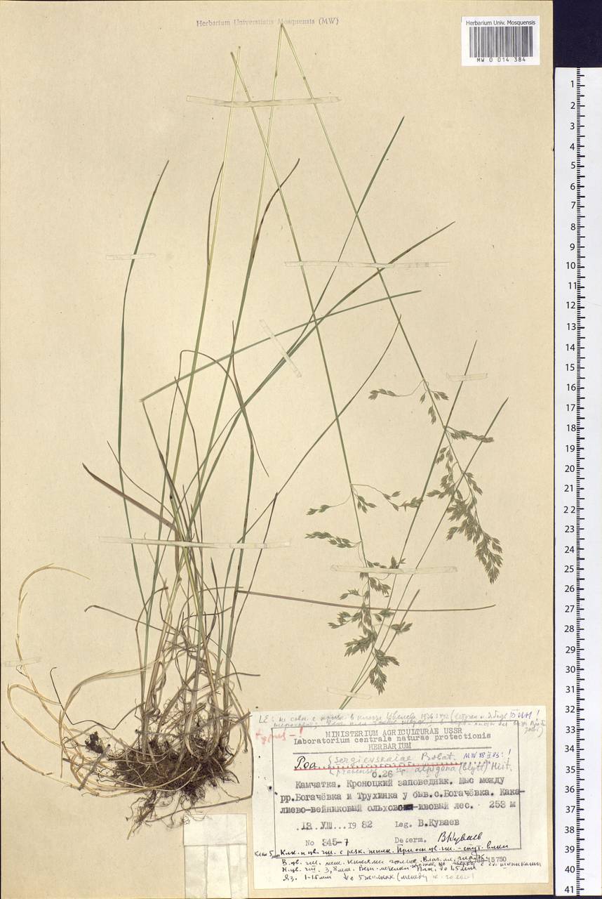 Poa pratensis L., Siberia, Chukotka & Kamchatka (S7) (Russia)