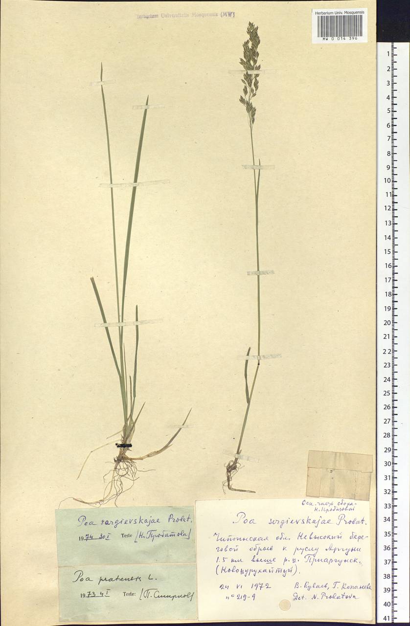 Poa pratensis L., Siberia, Baikal & Transbaikal region (S4) (Russia)