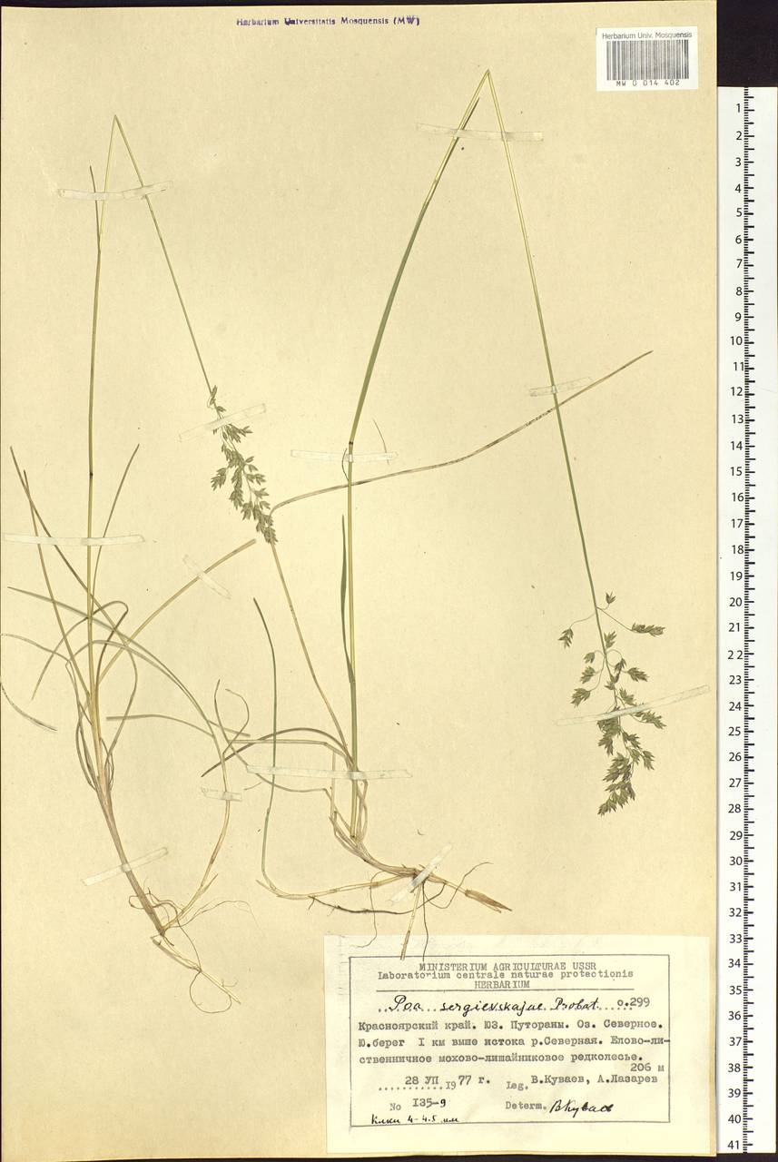 Poa pratensis L., Siberia, Central Siberia (S3) (Russia)