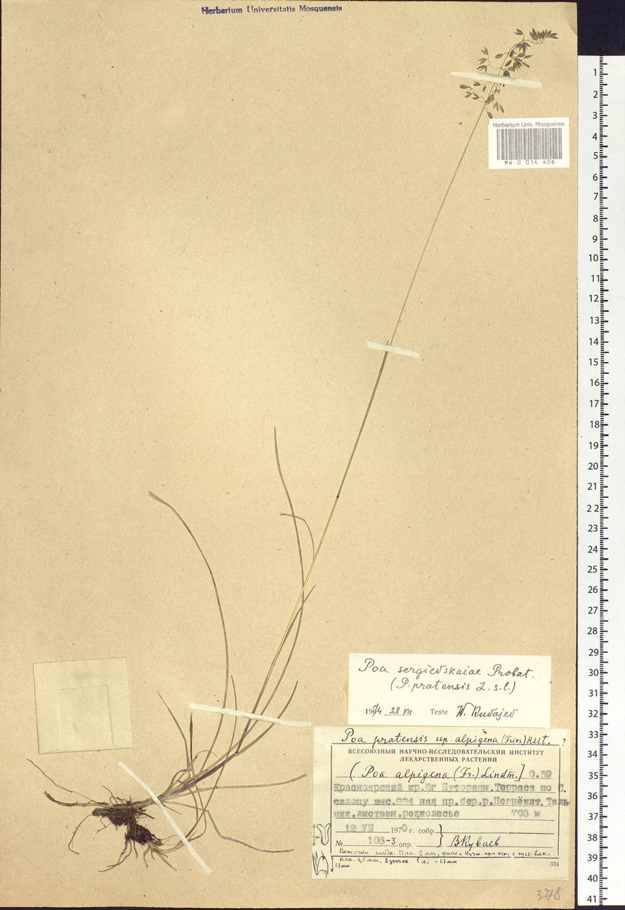Poa pratensis L., Siberia, Central Siberia (S3) (Russia)