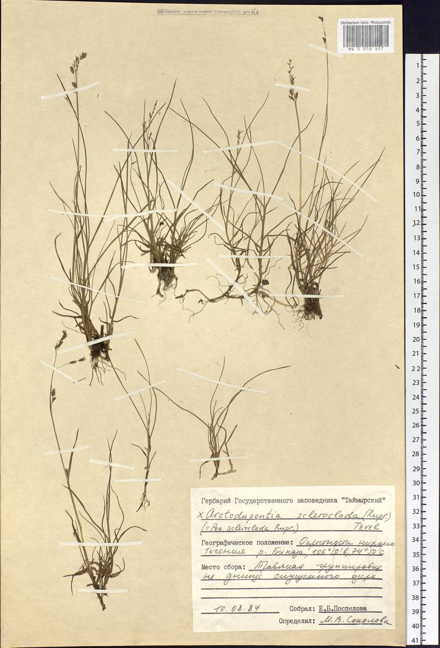 Arctodupontia scleroclada (Rupr.) Tzvelev, Siberia, Central Siberia (S3) (Russia)