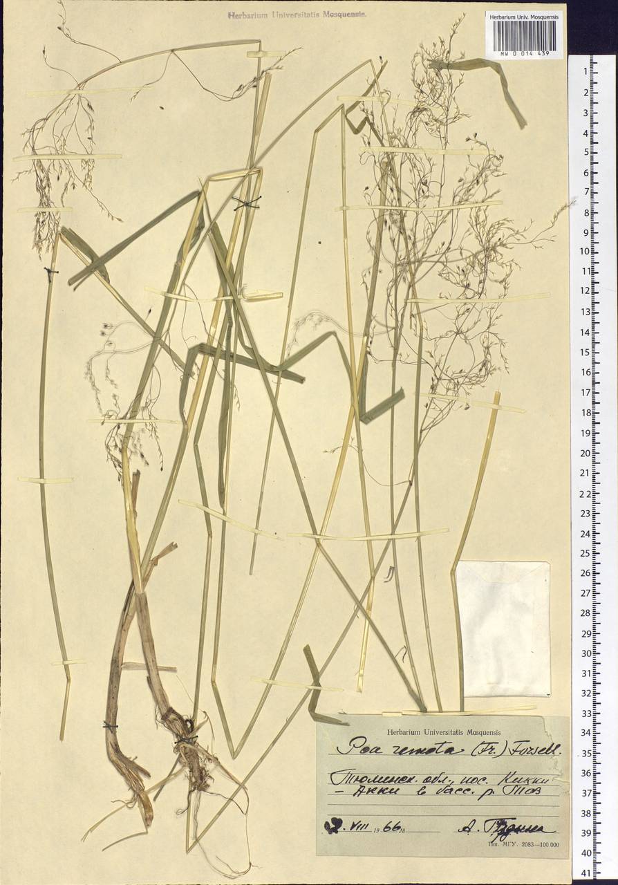 Poa remota Forselles, Siberia, Western Siberia (S1) (Russia)
