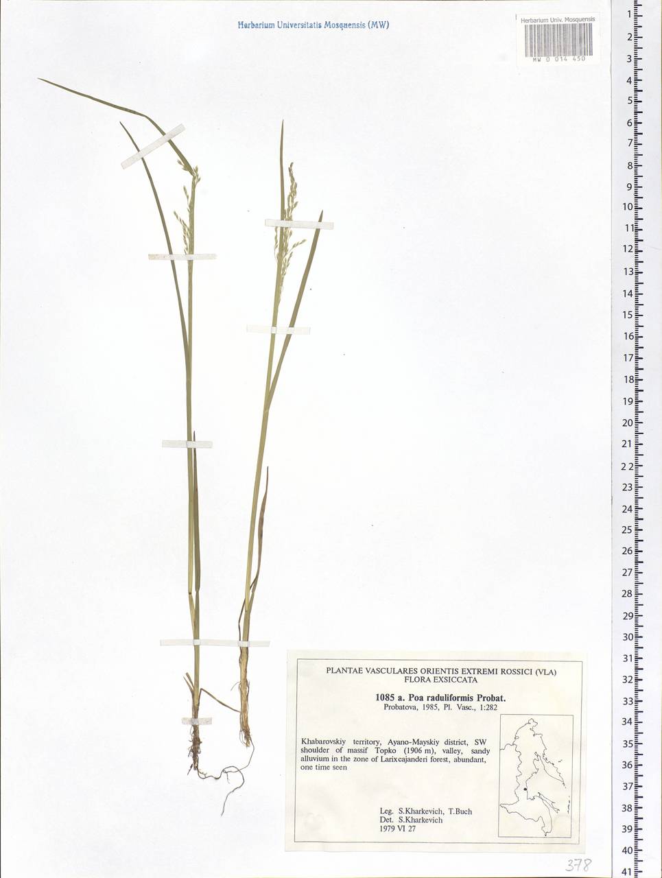 Poa raduliformis Prob., Siberia, Russian Far East (S6) (Russia)