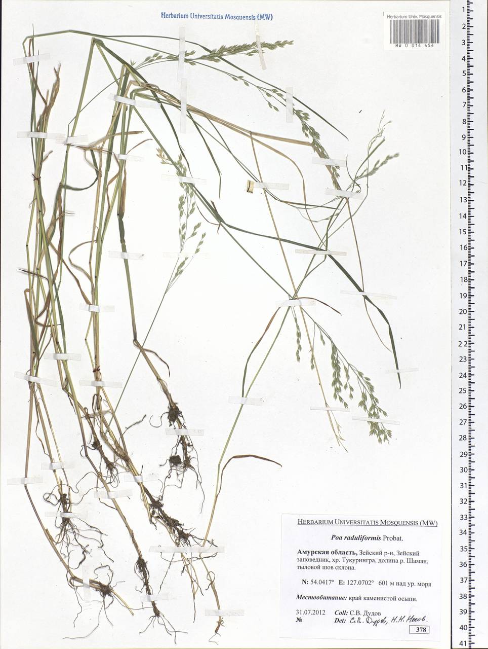 Poa raduliformis Prob., Siberia, Russian Far East (S6) (Russia)
