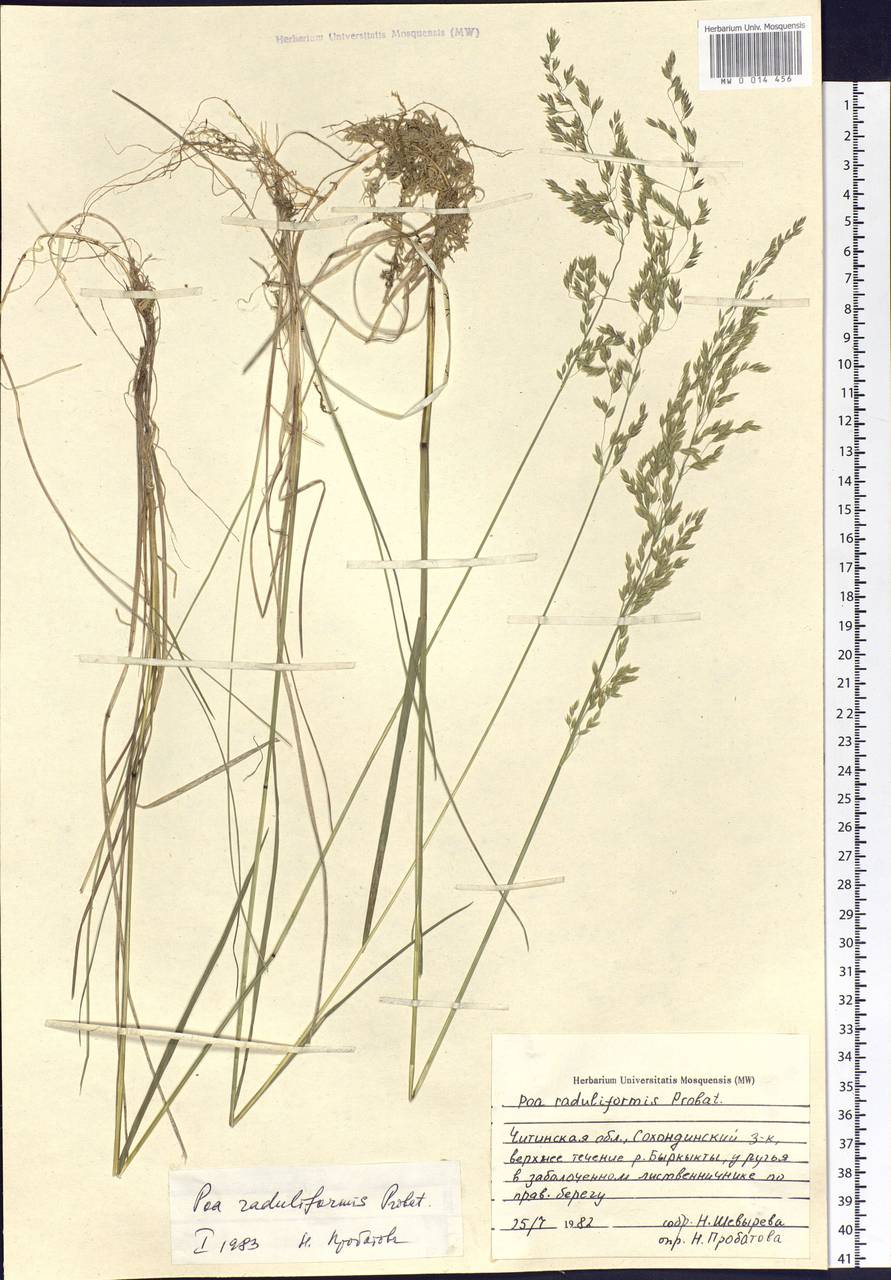 Poa raduliformis Prob., Siberia, Baikal & Transbaikal region (S4) (Russia)