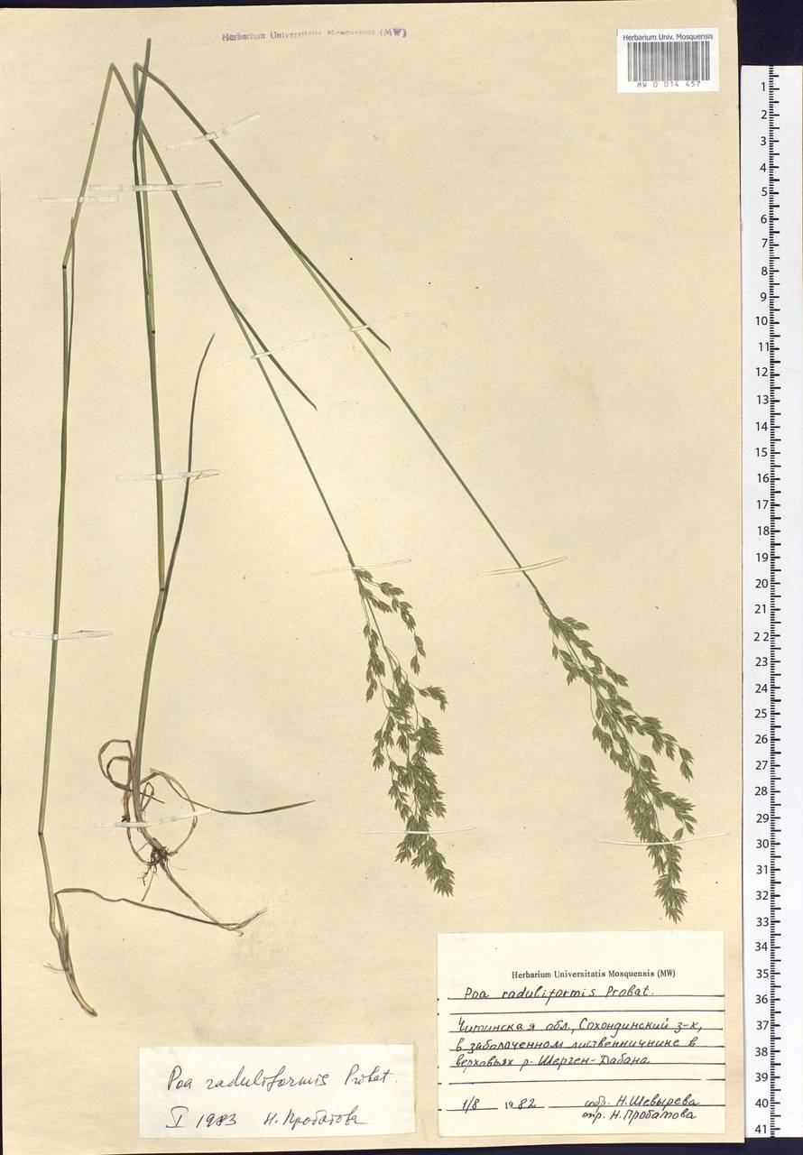 Poa raduliformis Prob., Siberia, Baikal & Transbaikal region (S4) (Russia)