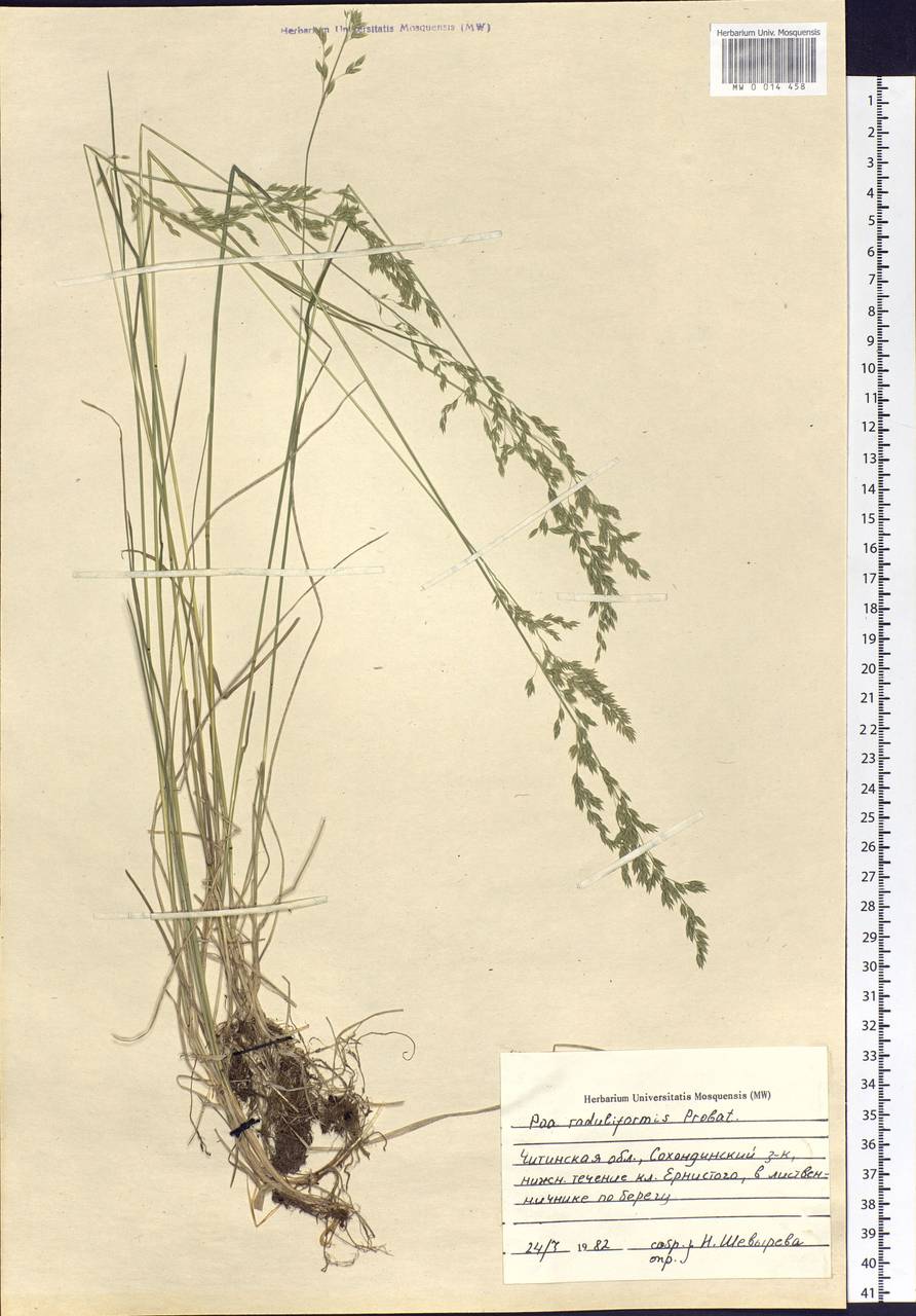 Poa raduliformis Prob., Siberia, Baikal & Transbaikal region (S4) (Russia)