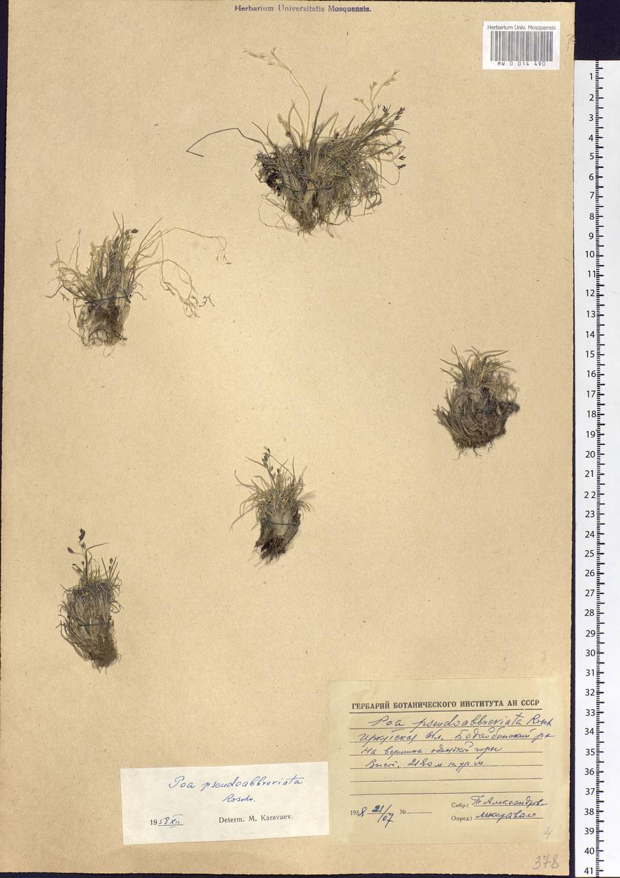 Poa pseudoabbreviata Roshev., Siberia, Baikal & Transbaikal region (S4) (Russia)