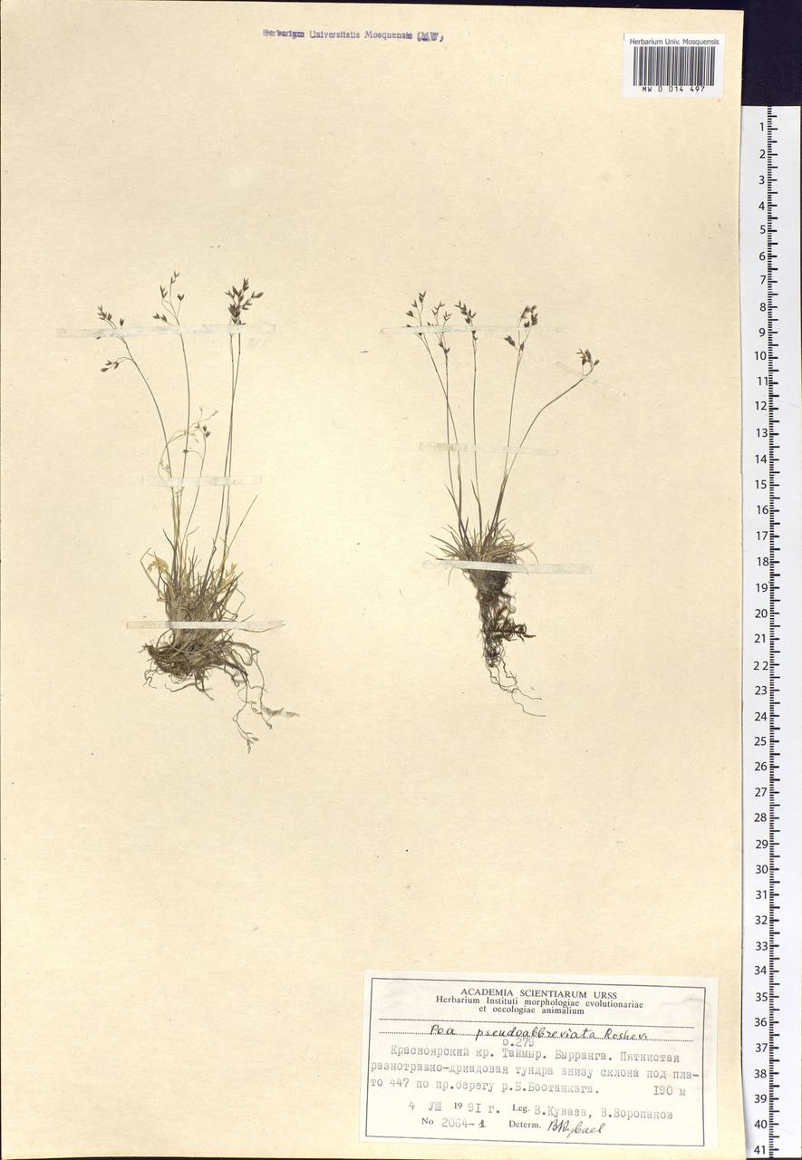 Poa pseudoabbreviata Roshev., Siberia, Central Siberia (S3) (Russia)