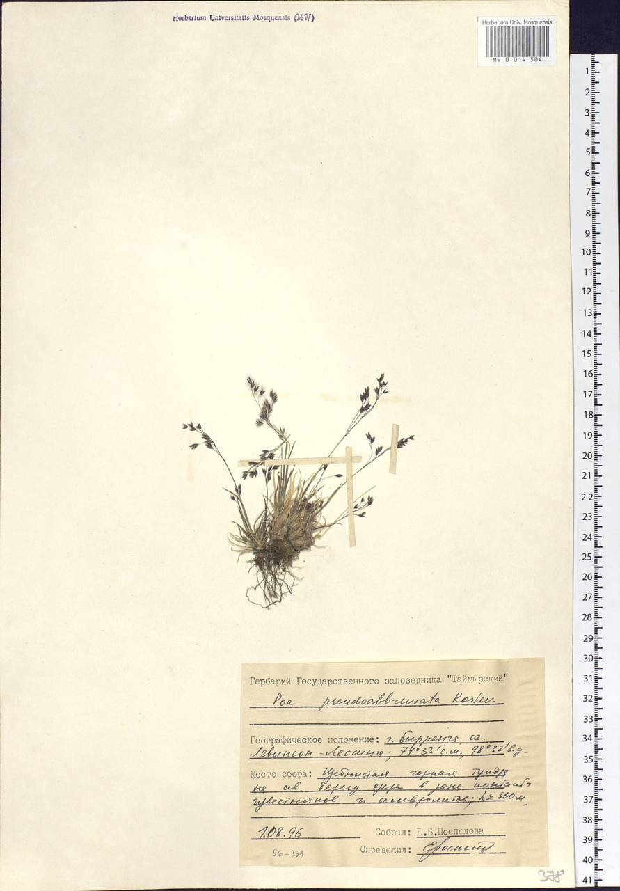 Poa pseudoabbreviata Roshev., Siberia, Central Siberia (S3) (Russia)