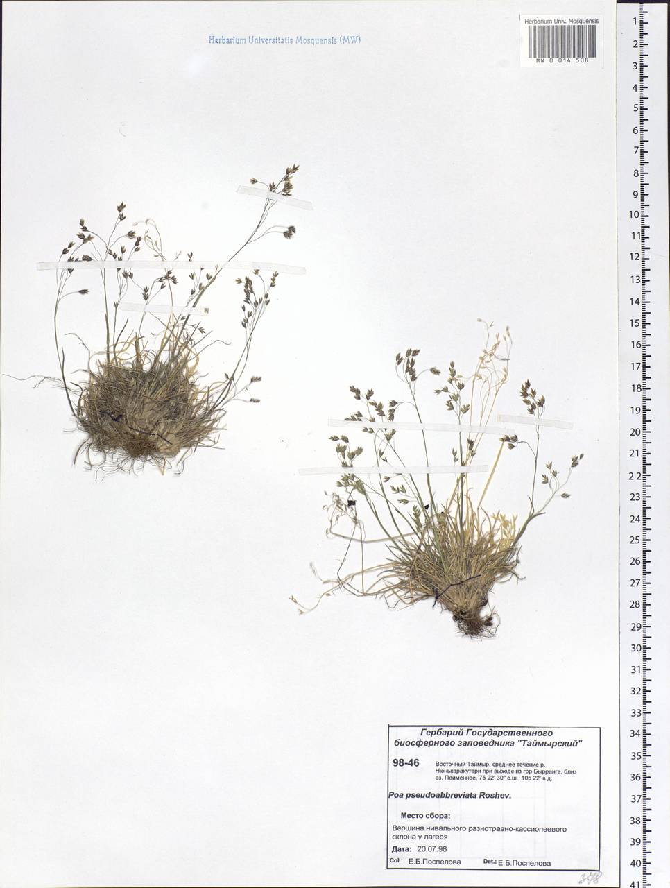 Poa pseudoabbreviata Roshev., Siberia, Central Siberia (S3) (Russia)