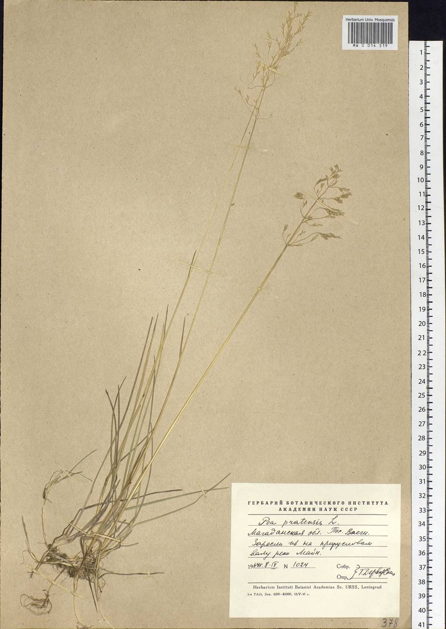 Poa pratensis L., Siberia, Chukotka & Kamchatka (S7) (Russia)